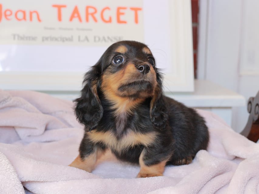 ミニチュアダックスフンド スィーティ&スカッシュの子犬 ブラックタン 男の子