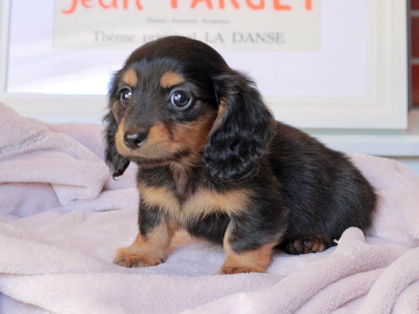 ミニチュアダックスフンド スィーティ&スカッシュの子犬 ブラックタン 男の子