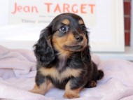 Kaninchen_Dachshund_9126