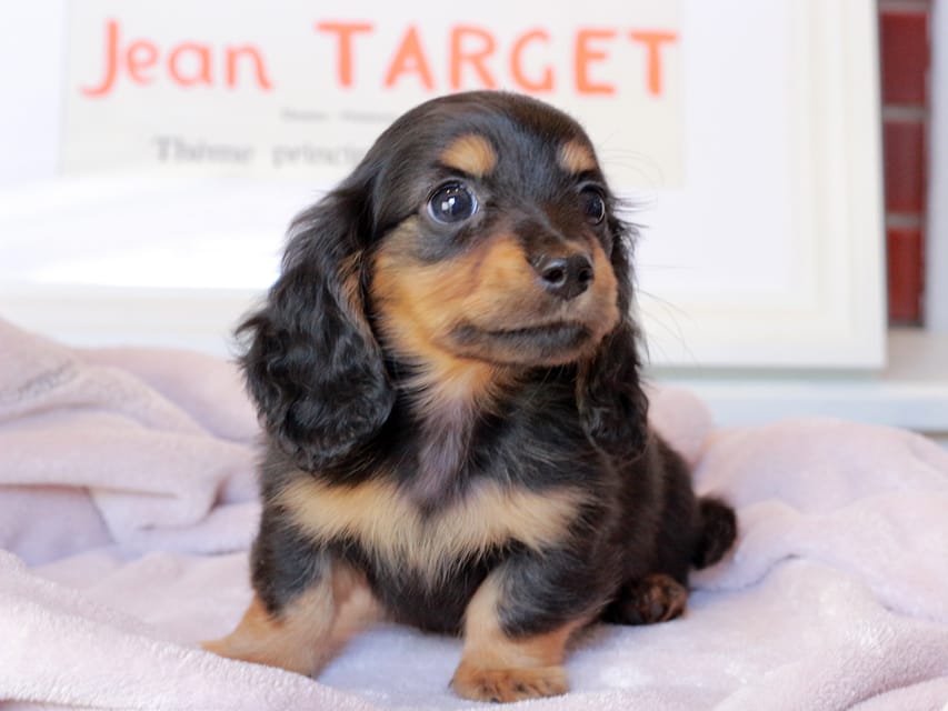 ミニチュアダックスフンド スィーティ&スカッシュの子犬 ブラックタン 男の子