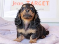 Kaninchen_Dachshund_9127 Kaninchen_Dachshund_9127
