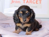 Kaninchen_Dachshund_9128 Kaninchen_Dachshund_9128
