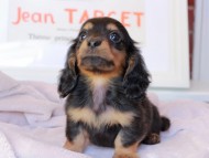 Kaninchen_Dachshund_9130 Kaninchen_Dachshund_9130
