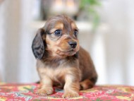 Kaninchen_Dachshund_9133