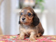Kaninchen_Dachshund_9134