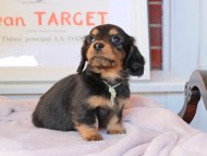 Kaninchen_Dachshund_9142 Kaninchen_Dachshund_9142