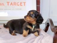 Kaninchen_Dachshund_9154