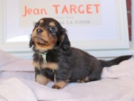 Kaninchen_Dachshund_9156 Kaninchen_Dachshund_9156