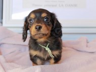 Kaninchen_Dachshund_9162