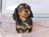 Kaninchen_Dachshund_9163 Kaninchen_Dachshund_9163