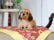 Kaninchen_Dachshund_9176