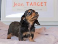 Kaninchen_Dachshund_9184 Kaninchen_Dachshund_9184