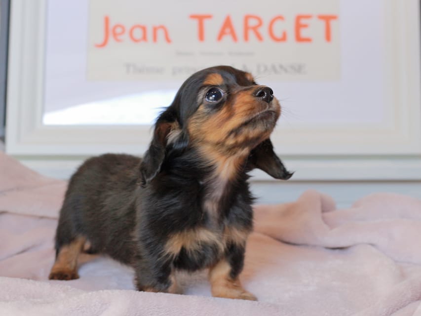 ミニチュアダックスフンド スィーティ&スカッシュの子犬 ブラックタン 女の子（2）