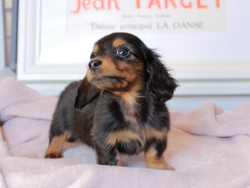 ミニチュアダックスフンド スィーティ&スカッシュの子犬 ブラックタン 女の子（2）