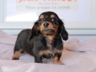 Kaninchen_Dachshund_9188 Kaninchen_Dachshund_9188