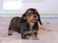 Kaninchen_Dachshund_9191 Kaninchen_Dachshund_9191