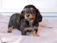 Kaninchen_Dachshund_9194