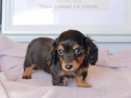 Kaninchen_Dachshund_9195 Kaninchen_Dachshund_9195