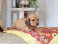 Kaninchen_Dachshund_9196