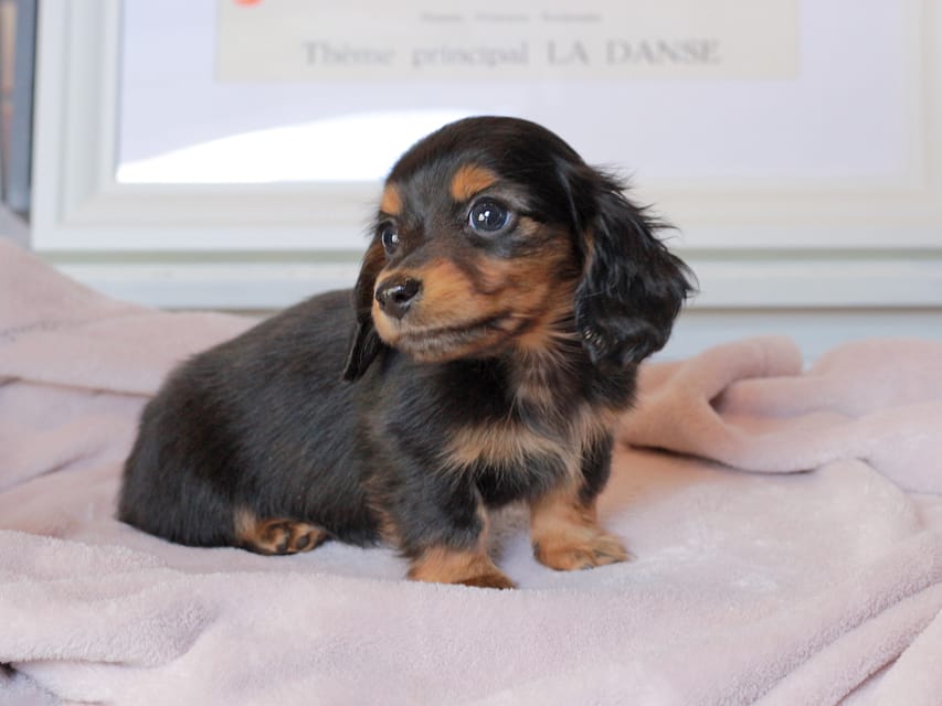 ミニチュアダックスフンド スィーティ&スカッシュの子犬 ブラックタン 女の子（2）