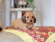 Kaninchen_Dachshund_9201