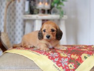 Kaninchen_Dachshund_9206