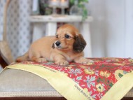Kaninchen_Dachshund_9207