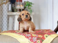 Kaninchen_Dachshund_9214