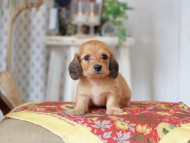 Kaninchen_Dachshund_9221