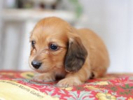 Kaninchen_Dachshund_9226 Kaninchen_Dachshund_9226