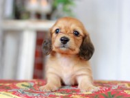 Kaninchen_Dachshund_9231 Kaninchen_Dachshund_9231