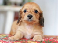 Kaninchen_Dachshund_9244