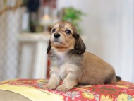 Kaninchen_Dachshund_9260 Kaninchen_Dachshund_9260