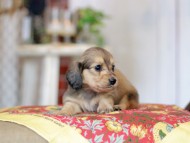 Kaninchen_Dachshund_9275 Kaninchen_Dachshund_9275