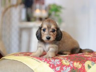 Kaninchen_Dachshund_9277