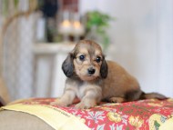 Kaninchen_Dachshund_9281