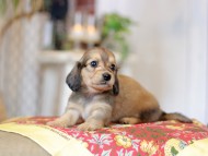 Kaninchen_Dachshund_9284