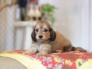 Kaninchen_Dachshund_9287