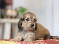 Kaninchen_Dachshund_9288 Kaninchen_Dachshund_9288