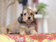 Kaninchen_Dachshund_9301