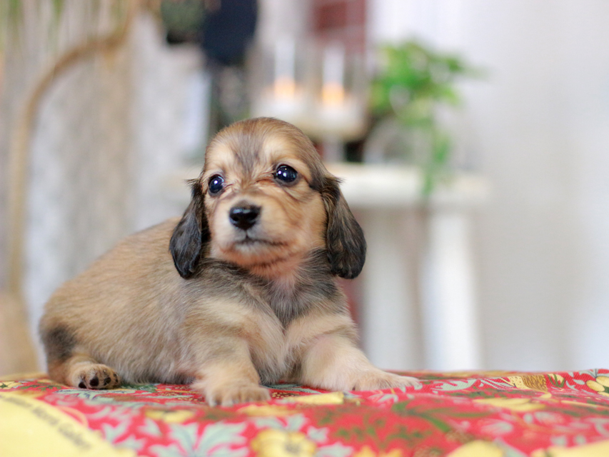 カニンヘン ダックスフンド バルーン&スパーキの子犬 イエロー(クリーム) 女の子Kaninchen_Dachshund_9303 カニンヘン ダックスフンド バルーン&スパーキの子犬 イエロー(クリーム) 女の子Kaninchen_Dachshund_9303
