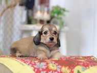 Kaninchen_Dachshund_9314 Kaninchen_Dachshund_9314