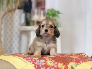 Kaninchen_Dachshund_9322 Kaninchen_Dachshund_9322