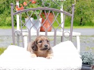 Kaninchen_Dachshund_9568