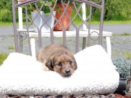 Kaninchen_Dachshund_9570