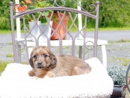 Kaninchen_Dachshund_9576
