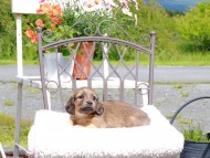 Kaninchen_Dachshund_9581