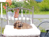 Kaninchen_Dachshund_9583