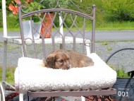 Kaninchen_Dachshund_9588