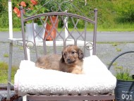 Kaninchen_Dachshund_9597